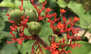 深圳-仙湖植物园如何坐车过去